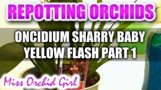 Repotting Orchids  Oncidium Sharry Baby Yellow Flash Part 1 [upl. by Arodal]