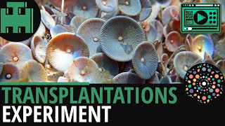 Zellkern Transplantationsexperiment│Biologie Lernvideo Learning Level Up [upl. by Yruoc505]