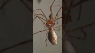 Exploring Orb Weaver Spiders Mating under a Microscope [upl. by Leong745]