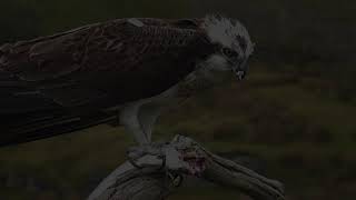 Bywyd Gwyllt Glaslyn Wildlife  Ffrwd Byw  Live Stream 2 [upl. by Sheeran]