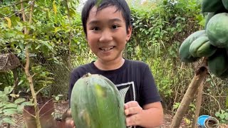 Go pick papaya  Đi Hái Trái Đu Đủ [upl. by Latreshia]