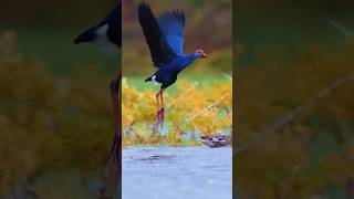 Grey headed swamphen  Sony A6400 birds Tenkasi  Tamilnadu [upl. by Nylirac907]