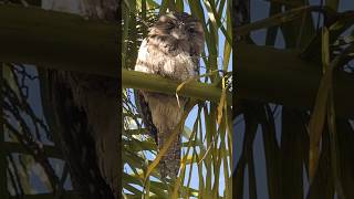 The Tawny Frog Mouth A Bird of Mystery bird reaction [upl. by Nosliw]