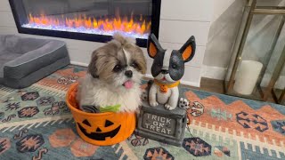 Murphy did all the tricks to get his treats👻🎃 Fun vlog murphytheshihtzu803 [upl. by Grane]