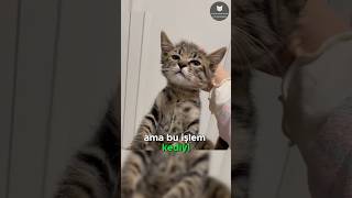 Kedilerin Hareketsiz Bırakan Düğme 🐈👆😱 [upl. by Saref]