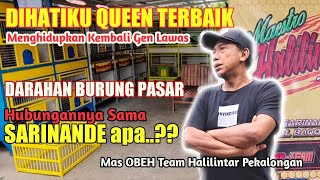 SARINANDE Itu Burung TRAH APA Trus ANAKANAKnya  Mas OBEH Team HALILINTAR [upl. by Yolanda712]