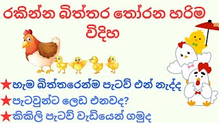 රකින්න බිත්තර තෝරන හරිම විදිහ👌🐣 [upl. by Cinnamon]