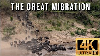 The Great Migration  Wildebeest Migration from the Serengeti to the Masai Mara Crossing Mara River [upl. by Atnuahc]