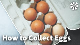 The EASIEST Technique Anyone Can Do To Preserve Raw Eggs For 1 Year  Prepping [upl. by O'Gowan]