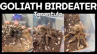 골리앗 3종  Goliath birdeater tarantula  Theraphosa apophysis  Theraphosa blondi  Theraphosa stirmi [upl. by Simeon]