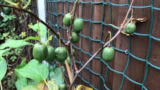 Actinidia Arguta issai  kiwi berry  some fruit are still holding late in October [upl. by Rainah]