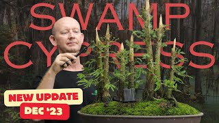 The latest on this bonsai Swamp Cypress forest [upl. by Nosauq]