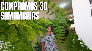 COMPRAMOS 30 SAMAMBAIAS DICAS DE COMO CULTIVAR SAMAMBAIAS  FOLHAGENS [upl. by Einnep]