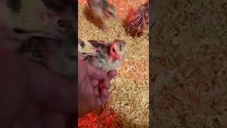 Baby Turkeys Think They’re BIG and TOUGH raisingturkeys [upl. by Zoilla311]