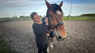 Nach 7 Jahren das erste mal wieder auf einem Pferd sitzen reiten reitsport [upl. by Rehotsirhc]