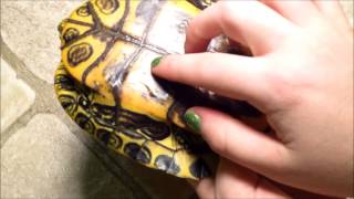 How to Tell if your Turtles Shell is Healthy Spot Shell Rot and Overfeeding Pyramiding [upl. by Staal]