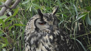 Rock EagleOwl Indian EagleOwl Bubo bengalensis [upl. by Blainey]