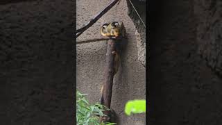 黑冠松鼠猴Blackcapped Squirrel MonkeyTaipei Zoo [upl. by Retse]