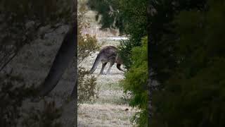 Big Male Kangaroo Grazing in Park Among Trees amp Shrubs nature wildlife shorts [upl. by Stu]