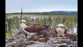 Sääksisäätiön Muonion sääksikamera – Muonio osprey cam [upl. by Denbrook517]