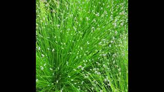 Scirpus cernuus [upl. by Amadus]