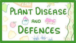 GCSE Biology  Plant Disease and Defences 46 [upl. by Judson]