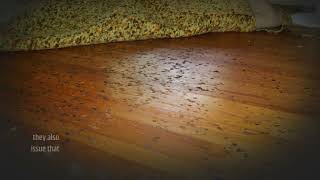 How to Remove Black Stains from Hardwood Floors [upl. by Sarchet]