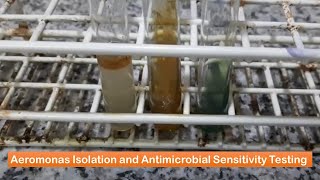 Aeromonas Isolation and Its Antimicrobial Sensitivity Testing [upl. by Imugem]