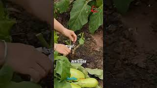 Cara Memperbanyak Buah Terong [upl. by Airpac]