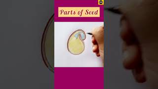 How to draw quotParts of seed quot diagram in easy way for beginners  Dicot seed  TheDrawingAcumen [upl. by Norbie]