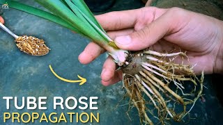 How to Grow Tuberose Plant  Tuberose Propagation [upl. by Arissa]