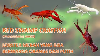 Red Swamp Crayfish Lobster air tawar yang memiliki varian warna merah orange dan putih [upl. by Ttennaj]