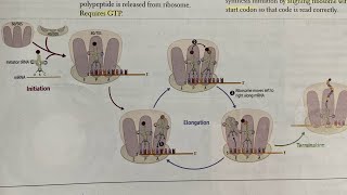 Protein synthesis made EASY  Hindi  firstaidusmle neetpg inicet biochemistry [upl. by Ordnazil]