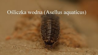 Ośliczka Asellus aquaticus Waterlouse [upl. by Hillary36]