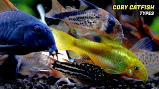 The 4 Most Beautiful Cory Catfish Types Types Of Corydoras [upl. by Baskett]