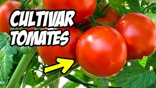 Como CULTIVAR TOMATES con Éxito 🍅 Consejos y Trucos  La Huerta de Ivan [upl. by Nirre]