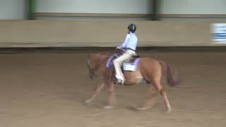 Reitturnier Westernreiten in Balingen  Reichenbacher Hof 20102024 [upl. by Iggy]