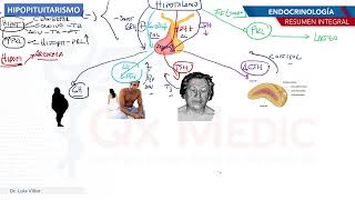 Endocrinología  Hipopituitarismo [upl. by Drona27]