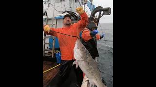 When you catch a giant Codfish while hauling Halibut gear halibut alaskafishing fishing [upl. by Osterhus742]