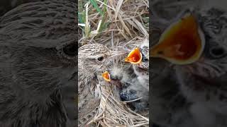 Nest Adventures Skylark Bird Babies’ Early Days youtubeshorts viralshort [upl. by Hamrah507]