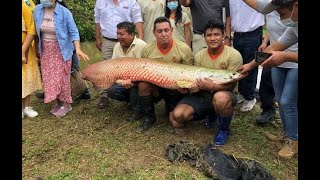 REPRODUCCION DE PAICHE O PIRARUCU Arapaima gigas EN IIAPPUCALLPASELVA DEL PERU [upl. by Aticilef165]