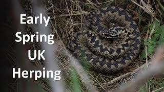 Male Adders basking  early Spring Herping in the UK vipera berus [upl. by Alleuqahs]