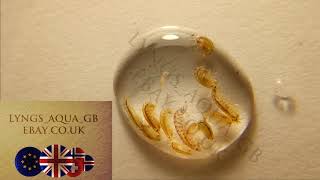 Freshwater Scuds Hyalella azteca starter culture Live Food Gammarus Amphipods [upl. by Lashondra894]