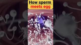 How sperm meets egg  fertilization conception shorts [upl. by Ellmyer]