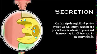 Digestive System Secretion part 3 Mechanism Secretion HCl Pepsinogen Pancreatic Juice [upl. by Ayotol]