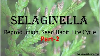 Selaginella Reproduction Seed Habit and Life Cycle [upl. by Hirsh]