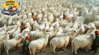 Harvesting Millions of Goats for Wool  Cashmere Goat Wool Processing Plant  Goat Wool Harvesting [upl. by Izak553]