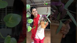 Plants vaikalama🪴 Indoor plants plants indoorplants tamil tamilsong shortstamil shortvideo [upl. by Crandale]