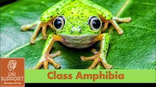 Class Amphibia  Characteristics and Classification [upl. by Hafinah]