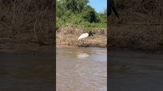 Birdwatching on Jabiru Stork [upl. by Hands]